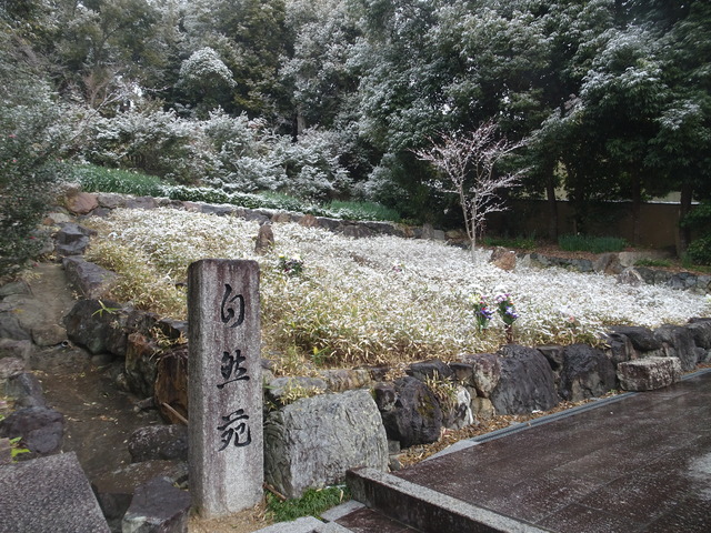 雪　自然苑　2601 (3)