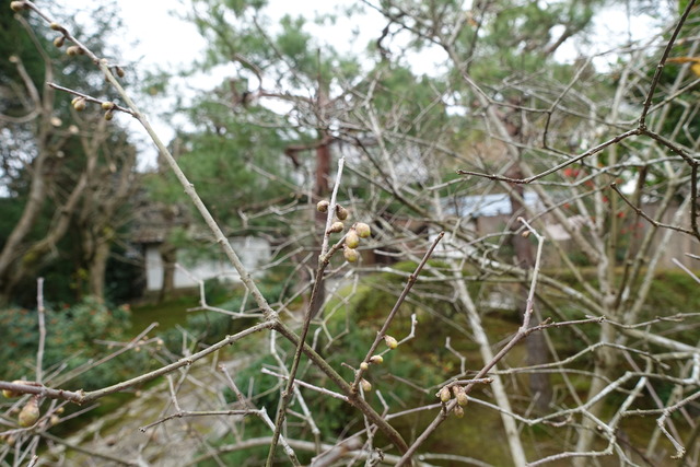 蝋梅　蕾固い (2)