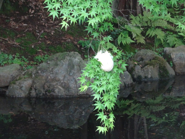 モリアオガエル　卵 (2)