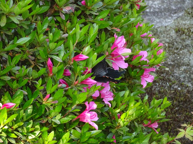 アゲハ　ツツジ　蜜吸い (1)