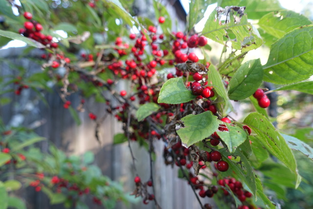 梅擬　赤実　落ちた実 (3)