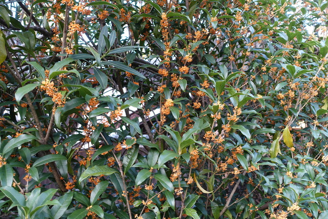 金木犀 花満開(4)