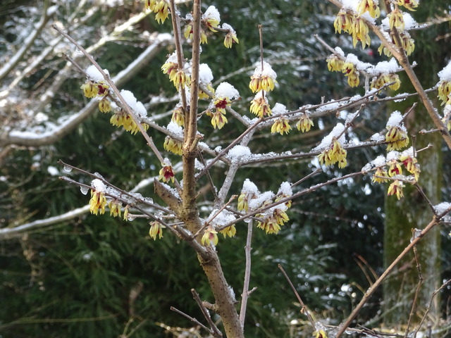 蝋梅　雪帽子