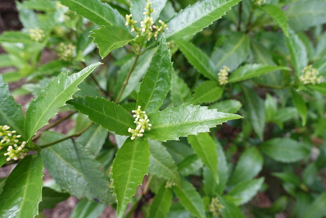 千両　花 (6)