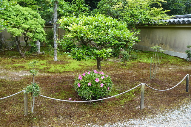 ビフォーアフター　山茶花　庭 (2)