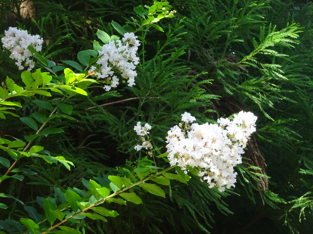 百日紅　花　白　参道 (3)