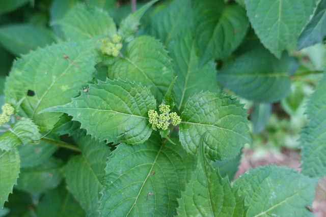 紫陽花　蕾　初期 (6)