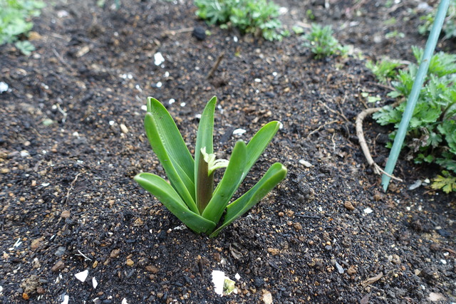 ヒヤシンス　花　切り取られ　漆小屋 (1)
