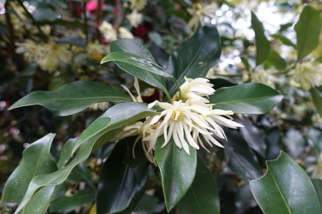 シキビ　花　龍吟横　 (4)