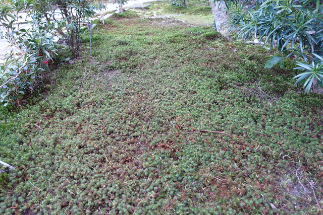 ハイゴケ　掃除（除去） (1)