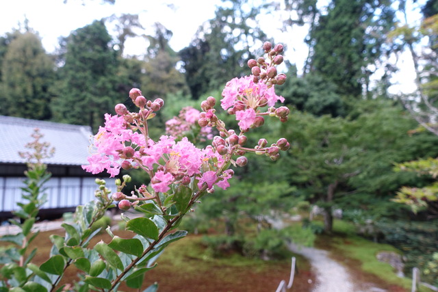 百日紅　紅　花・蕾2408 (4)
