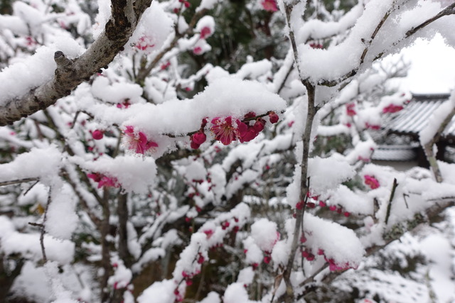 雪　紅梅2601 (3)