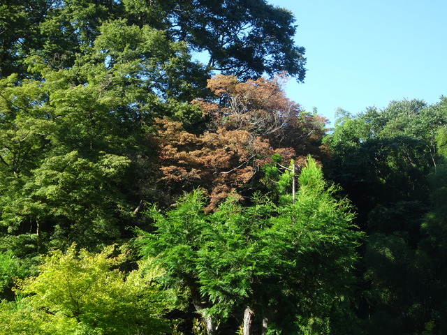 枯れた紅葉　夏 (2)