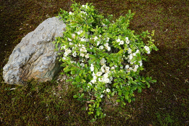 ボケ　満開＋葉っぱ　庭 (2)