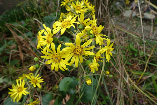 ツワブキ　黄花 (2)