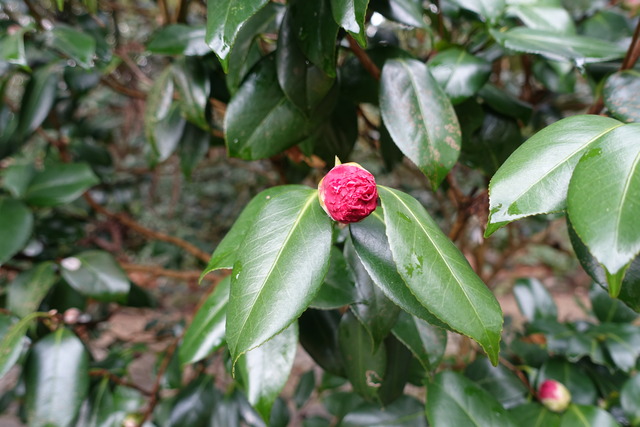 椿　蕾大　紅・白　黒門 (4)