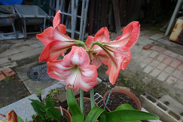 アマリリス　紅大輪　花 (3)