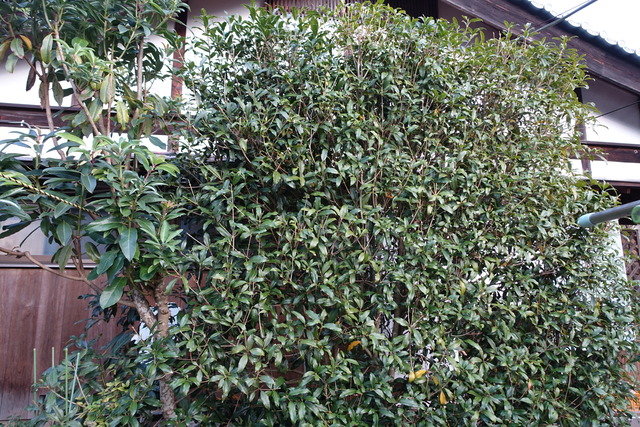 金木犀 花無し (1)