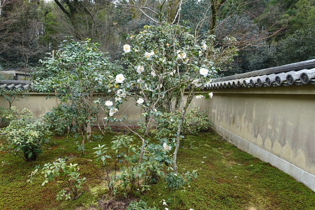 椿　白　八重　庭　花 (4)
