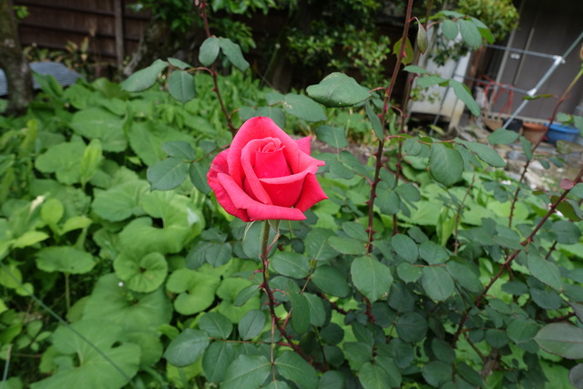 バラ　花　蕾　裏庭 (2)