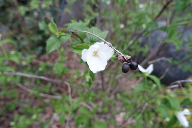 白山吹　漆小屋　白の花　実 (5)