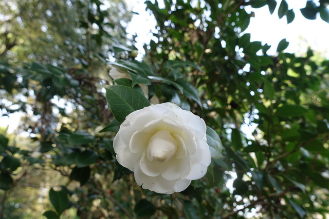椿　白　花咲き始め　黒門 (3)