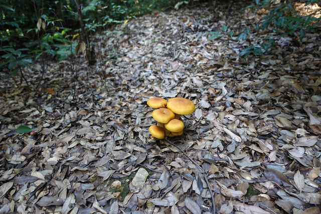 キノコ　自然樹園　241110 (1)