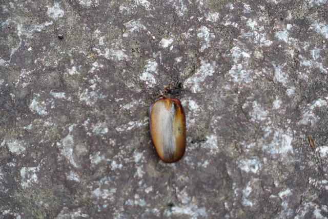 カブトムシ　無残　蟻の餌 (1)