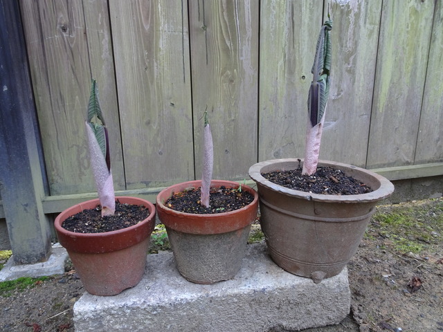 武蔵鐙４／４ (3)