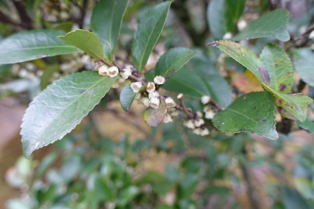 ヒサカキ　雑木　花　地味満開　庭 (4)