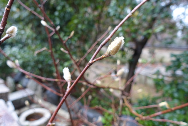 ハクモクレン　蕾　日本庭園 (3)
