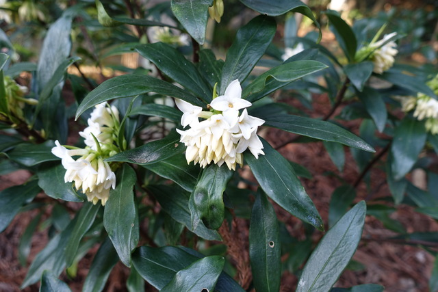 沈丁花　白　開花３分 (1)