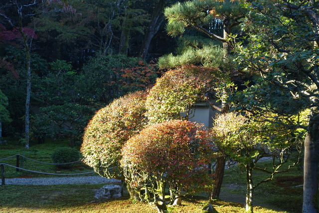 ドウダンツツジ　朝のライトアップ (1)