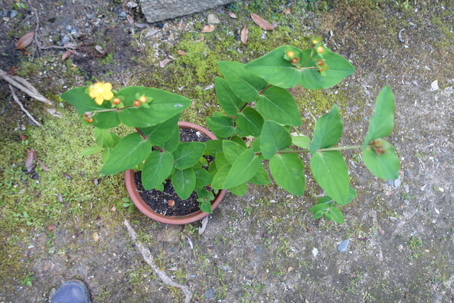 ？？　鉢　花　挿し木　生け花 (3)