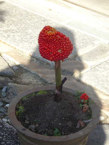 武蔵あぶみ　実 (1)