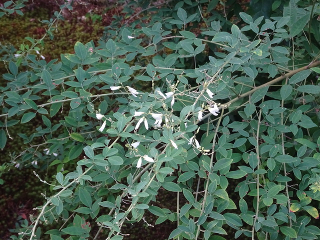 2508　萩の花　咲き始め (4)