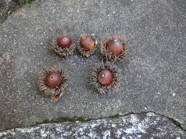 ドングリ　袴　実 (1)