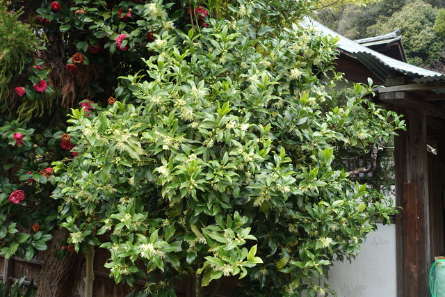 シキビ　花　龍吟横　 (6)