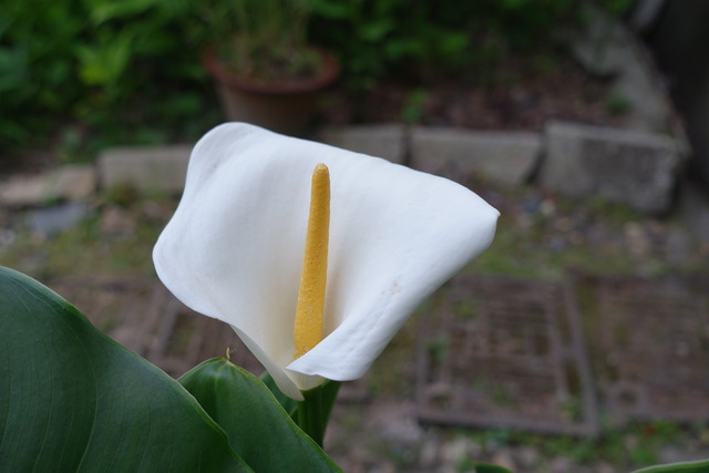 カラー 白花 (2)