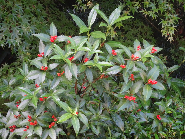 千両　早い赤実 (1)