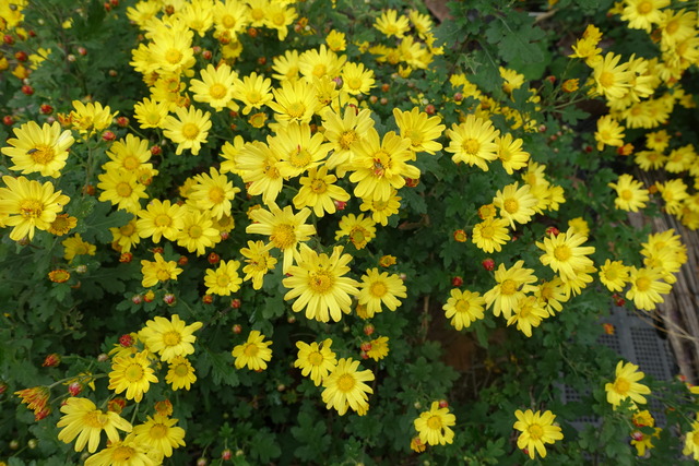 小菊　黄花　蕾紅 (2)