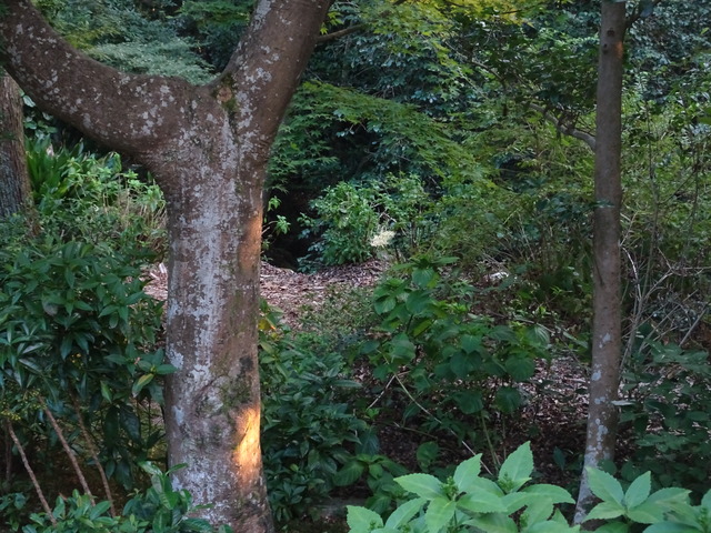 彼岸花　谷崖横　花2410 (1)