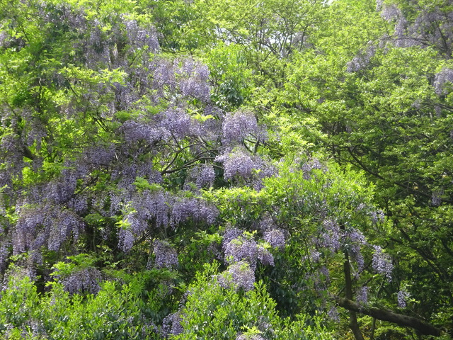 藤　満開　墓谷側 (1)