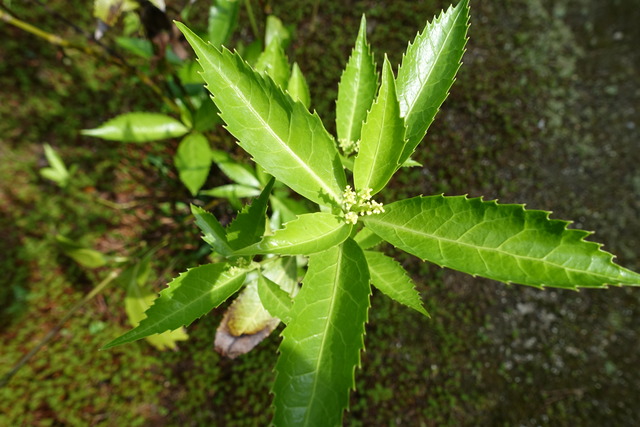 千両　花　蕾 (5)