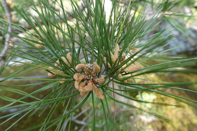 松　花　枝新芽　山門外 (5)