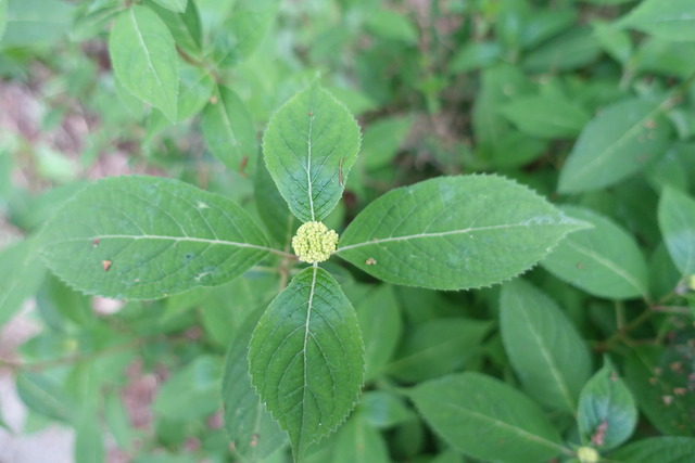 紫陽花　蕾　初期 (4)