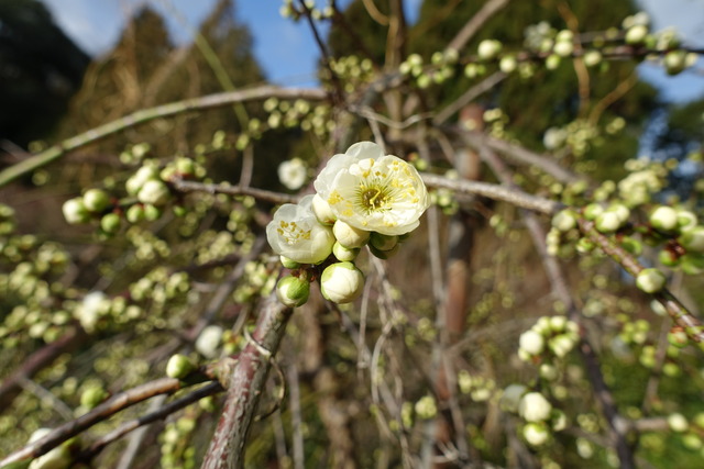 垂れ梅　白　花　咲き始め　日本庭園 (3)