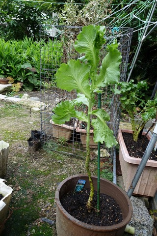 サラダ菜　成長 小サイズ