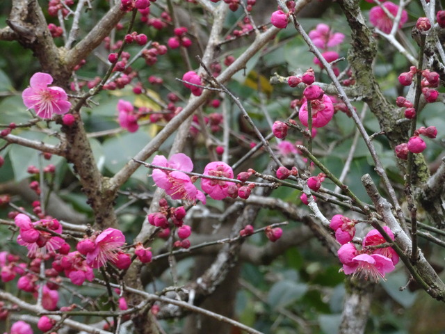 紅梅　花ちらちら蕾