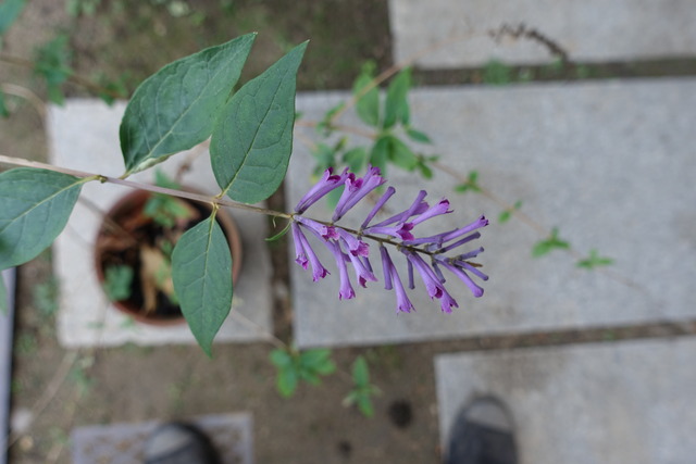 紫の花　鉢植え（山門小門の横同じ）ブッドレアピンク (8)